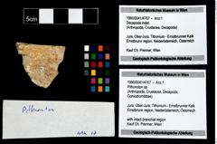 Foto (Objekt + Etikett) von Pithonoton sp.  (NHMW-GEO-1990-0041-4767)